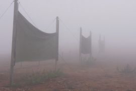 Туман рятує пустелю: у Чилі вирощують салат без краплі дощу