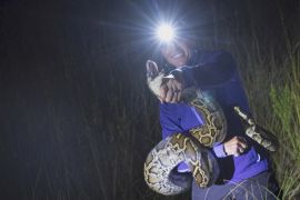 Мисливиця на пітонів знищила 600 чужорідних змій у США