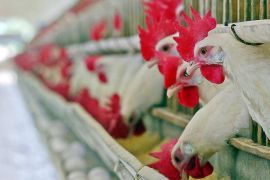 Бразилія оголосила себе вільною від пташиного грипу на птахофермах