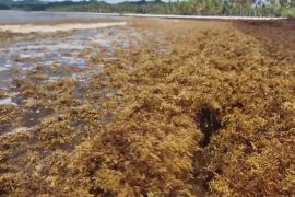 Бурі водорості укрили пляжі Домінікани: туризм під ударом, науковці шукають рішення