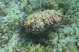 Заборона не працює: у Кенії триває вилов морських огірків для азійського ринку