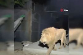 Лев, що втік із зоопарку, напав на фермера в Туреччині