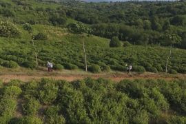 Грузинський чай повертається: підприємці відновлюють занедбані плантації