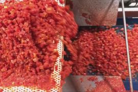 Австралія перетворює помідори на інноваційну косметику