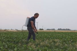 Грецькі фермери використовують заборонені пестициди, щоб заощадити