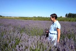 Спека на користь: польські фермери переходять на вирощування лаванди
