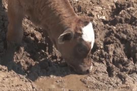 Через посуху в Сербії тисячам корів і коней бракує води