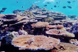 Рекордне знебарвлення: за рік на Великому бар’єрному рифі постраждала третина коралів