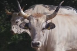Рідкісних істрійських биків рятують від зникнення в Хорватії