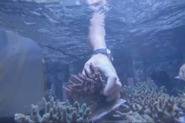 На Сейшелах відкрили першу лабораторію з розведення коралів