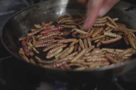Від хробаків до відходів: у новому ресторані в Мехіко нічого не марнується