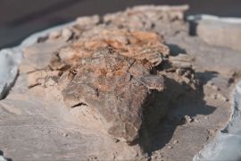Скам’янілий скелет морської свині допоможе дізнатися, як змінювався берег Тихого океану