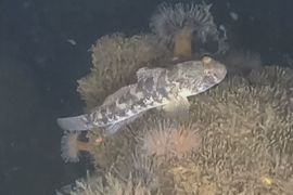 У Балтійському морі зброя часів війни стала притулком для морських тварин