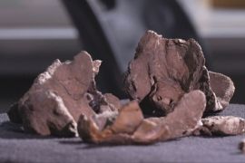Австралійський учитель знайшов останки доісторичної морської тварини