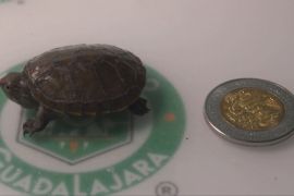 Найменша прісноводна черепаха у світі народилася в зоопарку Мексики