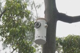 Штучні гнізда допоможуть урятувати популяцію рідкісних какаду в Гонконзі