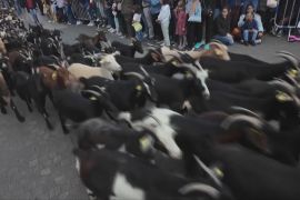 До нового пасовища: сотні овець пробігли вулицями Мадрида