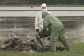 У Німеччині більш як тисяча журавлів загинула від пташиного грипу