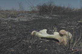 Пожежі в Намібії завдають шкоди природі та загрожують туризму