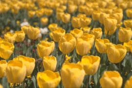 Весна в Австралії: мільйон квітів прикрасив клумби в столичному парку