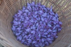 Каталонські фермери борються за врожай шафрану, який вирощували століттями