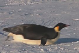 Дослідження 2025 року: втрати у світі тварин на планеті
