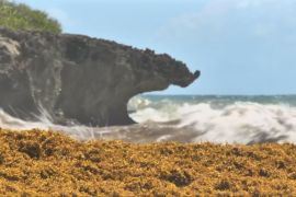 Австралійський стартап розробив новий фотобіореактор з вирощування водоростей