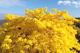 Дивовижне цвітіння гуаяканів приваблює туристів на південь Еквадору
