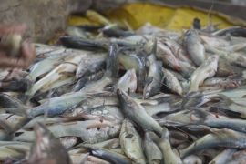 Колумбійці масово виходять на риболовлю в сезон міграції риби