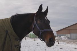 Чим унікальне іржання коня, з’ясували науковці