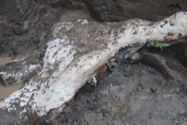 Скам’янілості гігантського лінивця та мастодонта знайшли в Коста-Риці