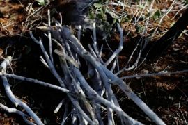 Попит на кору каскароли змушує людей на Багамських островах подумати про захист природи