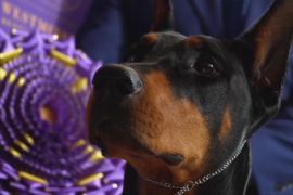 На шоу Вестмінстерського клубу обрали собаку-переможця
