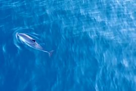 Великі скупчення морських свиней біля Шетландських островів спантеличили науковців