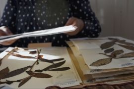 Науковці досліджують 200-річне листя чаю, щоб зберегти сорти