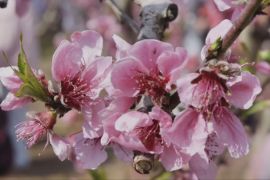 Рожеве море квітучих персиків у Греції привабило тисячі туристів