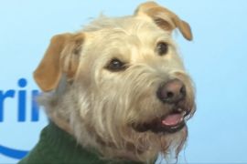 Найкращі собаки кінематографу отримали премію Fido в Лондоні