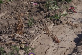 У Чилі розгортається боротьба за воду