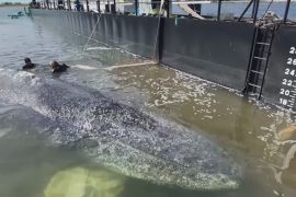 Кит Тіммі, що застряг у Балтійському морі, сам заплив на баржу