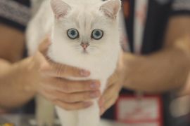 150 котів узяли участь у виставці в Болгарії
