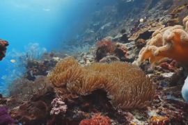 Підводний робот з «очима» та «вухами» допоможе рятувати коралові рифи