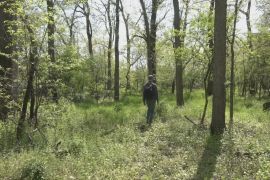 У Сербії ентузіасти викупили ліс, щоб урятувати його від вирубування