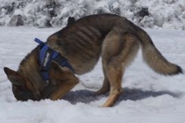 Як собаки-рятувальники тренуються на засніжених схилах вулкана Етна