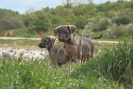 У Косові почали кампанію зі стерилізації бездомних собак
