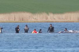 Кита Тіммі випустили в Північне море після довгої рятувальної операції