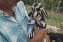 Як козеня Мессі виконує важливу роботу, поки його тезка забиває голи на ЧС-2026