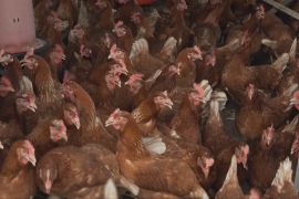 У Франції через спеку загинули сотні тисяч свійських птахів
