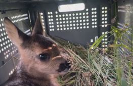 У Німеччині дрони рятують оленят від загибелі під косарками