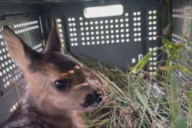 У Німеччині дрони рятують оленят від загибелі під косарками