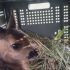У Німеччині дрони рятують оленят від загибелі під косарками
